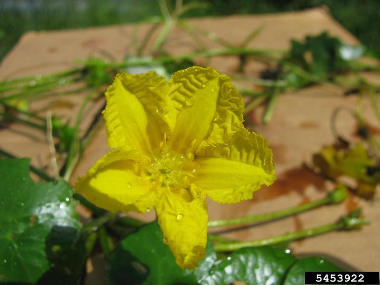 Close-up of the yellow flower of an aquatic invasive plant called yellow floating-heart. There are green stems and leaves in the background of the photo.